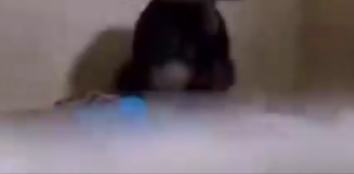 This Chimp mom thought her baby had died when the vets took it away from her for medical treatment right after she gave birth. This is her reaction 2 days later.